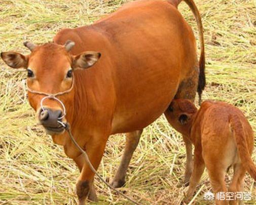 牛反刍:母牛发出反气的声音是怎么会事？