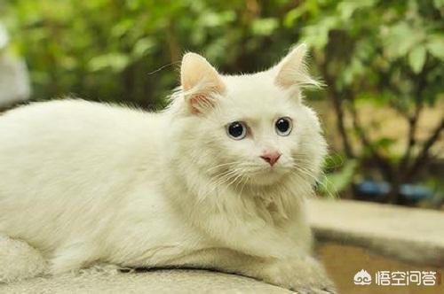 猫咪尿频:临清狮猫尿频尿急会自己好吗？