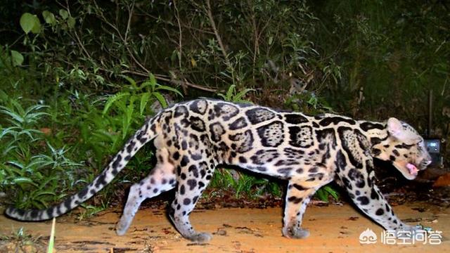 猎豹属:谁来科普一下，花豹，猎豹，美洲豹，怎么区别？