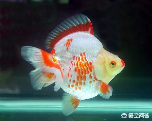 黄金清道夫吃什么:金鱼跟什么吃青苔的鱼混养？