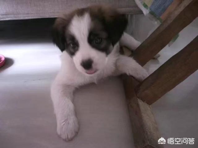 巴仙吉犬智商:怎么看狗狗智商高还是低？