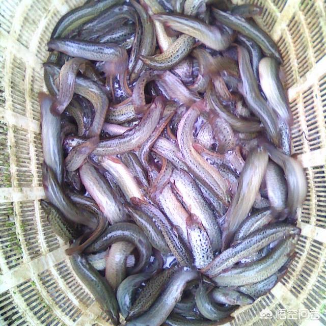 如何区分野生娃娃鱼:去菜市场买泥鳅，怎么辩别是野生的还是养殖的？有什么技巧？