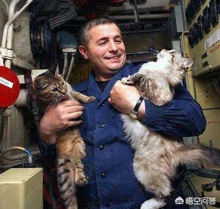 甘肃 猫坚强:为何军舰上要养一只“舰猫”？