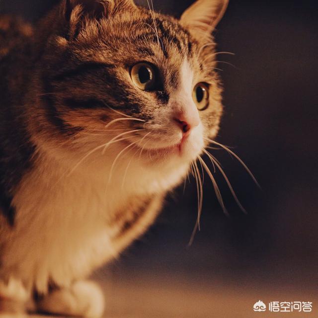 养猫记 by angelo:把猫独自放在家里七天，猫咪会生气吗？ 养猫第一天番外完整版