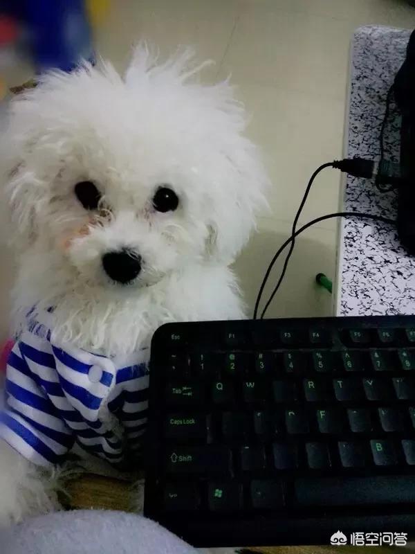 幼犬狗粮怎么泡开:我是新手铲屎官，不怎么懂养狗的小技巧，请问幼犬粮要泡吗？