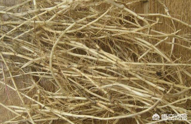 金铃花大图片:北方室外养盆栽什么最好？