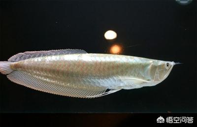 银龙鱼常见病有哪些，银龙鱼正常水温要多少度饲养才合适