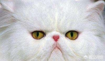蓝色波斯猫:为什么蓝猫眼睛颜色不同？