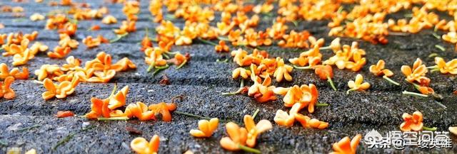 桂花都有哪几种？长啥样？