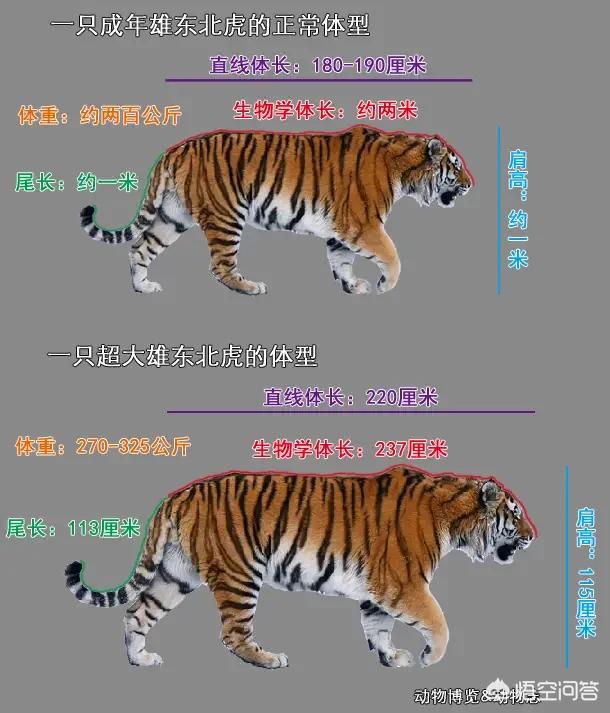 为什么有人说现在的东北虎体型退化得还没孟加拉虎大