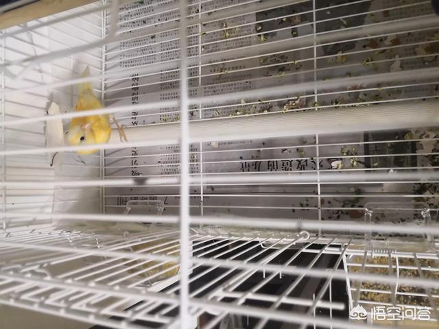 中国养鸟论坛:有哪些鸟我们国家允许饲养？