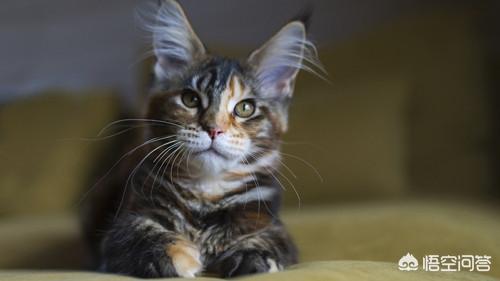 缅因猫如何喂养:缅因猫突然不爱吃肉，是消化不好吗？