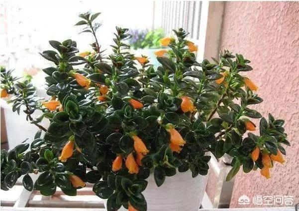 金鱼草怎么养开花:我养的金鱼花能见到花苞，但一直不开花什么原因？