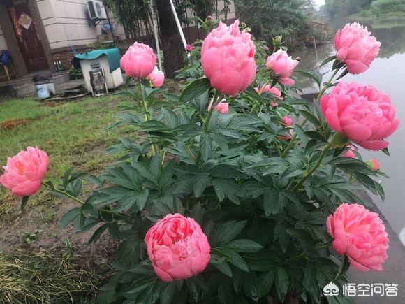 怎样区分药用牡丹（凤丹）和观赏牡丹？网购应该怎样注意辨别？