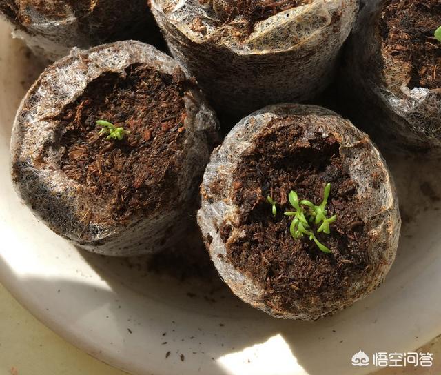 满天星有毒吗适合养在室内吗(满天星适合在室内养吗)