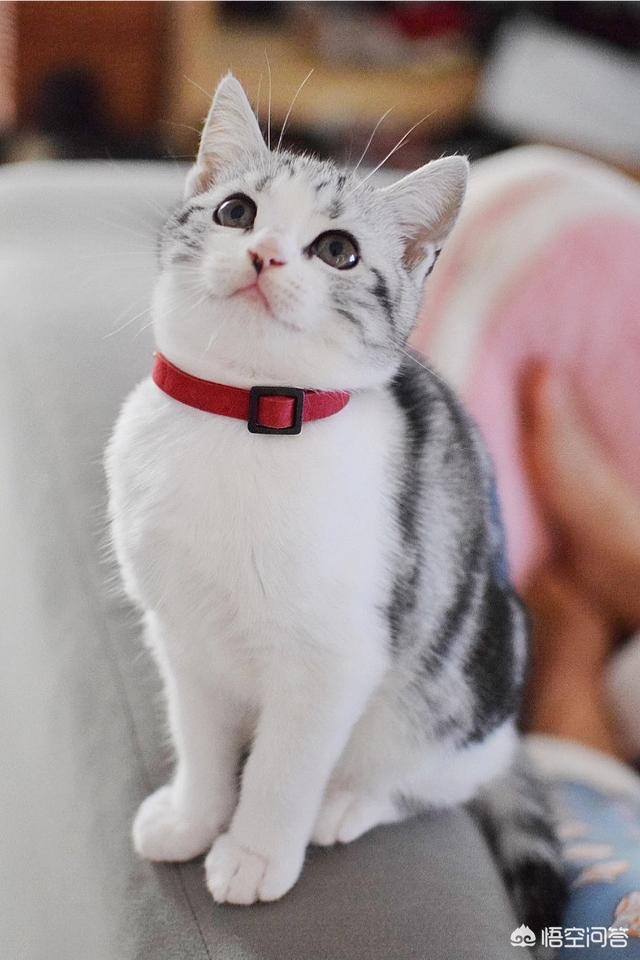 养一只电子宠物猫吧:家里养猫会有什么危害，孩子特别喜欢，我该不该养猫？