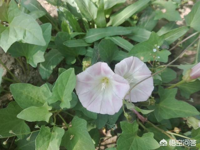 打碗花也是一种野菜,为什么很少有人提起过？