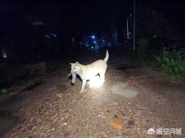 中国杜高犬打猎视频:在农村，怎么驯养家里的土狗上山捕猎？