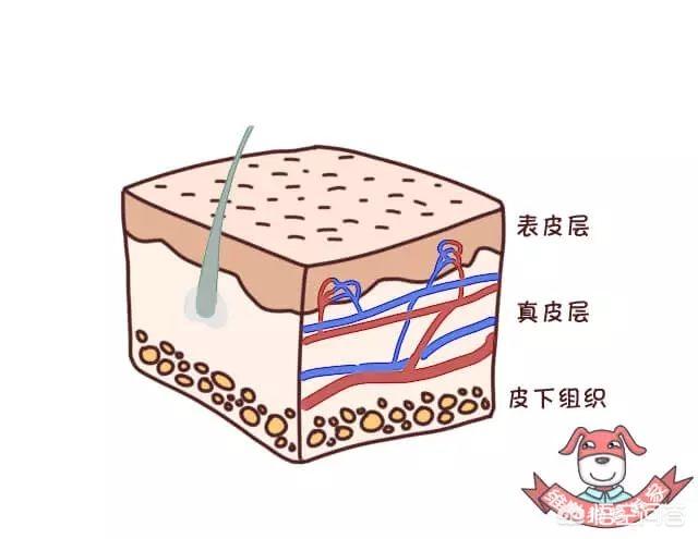 脸黄是什么原因(脸黄是什么原因该怎么调理)