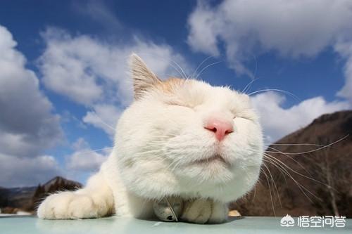 伽菲猫的图片:加菲猫吃什么猫粮好改善泪痕？