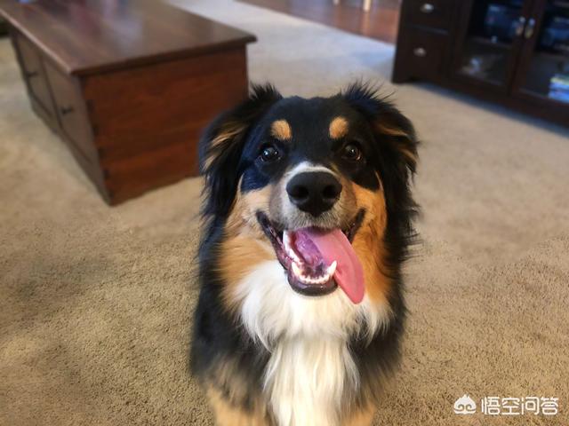 沈阳边境牧羊犬吧:怎样教边境牧羊犬定点大小便？