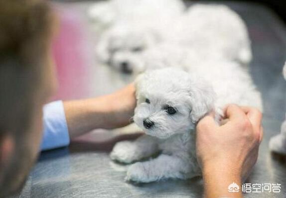 如何区分比熊纯不纯，怎样挑选纯种健康的比熊犬