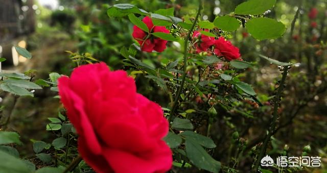 月季花栽培:牡丹、月季花的种植方法是什么？
