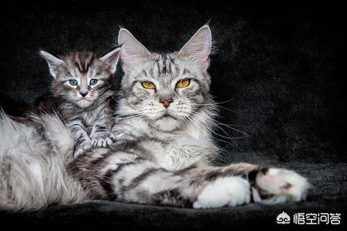 缅因猫如何喂养:缅因猫感冒时期要注意什么，缅因猫感冒可以喝水吗？ 缅因猫的正确喂养方法