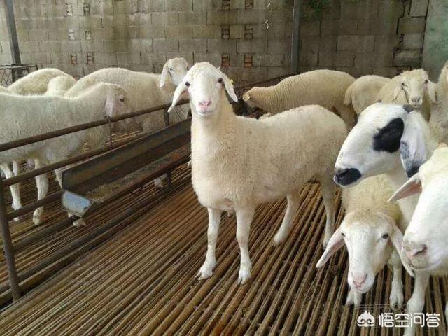 养殖场室内消毒用什么最好:养羊场用什么消毒剂比较好？