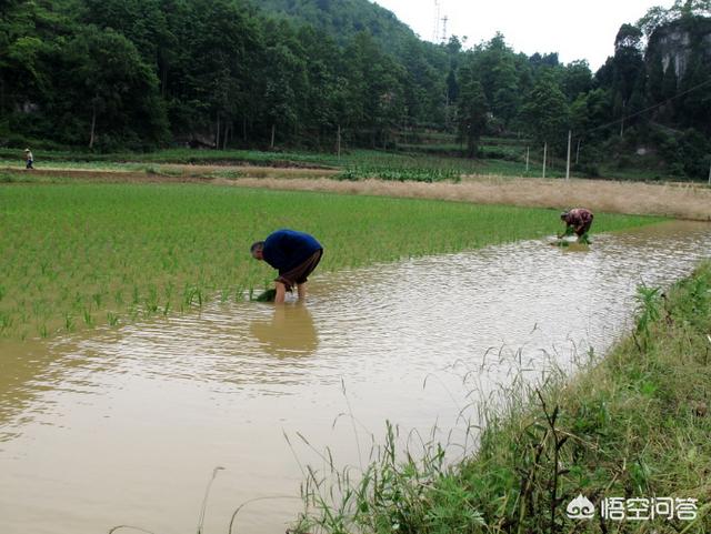 头条问答 吉安农民田里插秧被落雷击中 瞬间身亡 记录仪拍下全程 其身上衣服都被烧成碎片 你怎么看 悠悠乡村路的回答 0赞