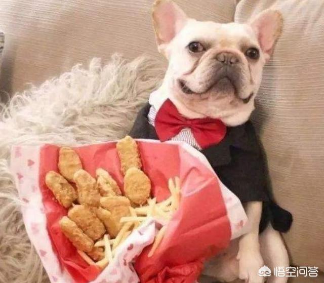 法国斗牛犬母很难养吗:纯种法斗有什么特征？好养吗？