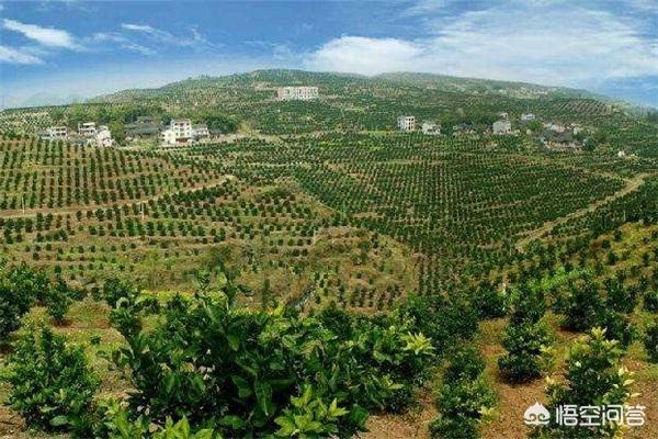 云南娃娃鱼种苗:在湖南、广西、贵州、四川、云南地区，目前种植什么果树好？