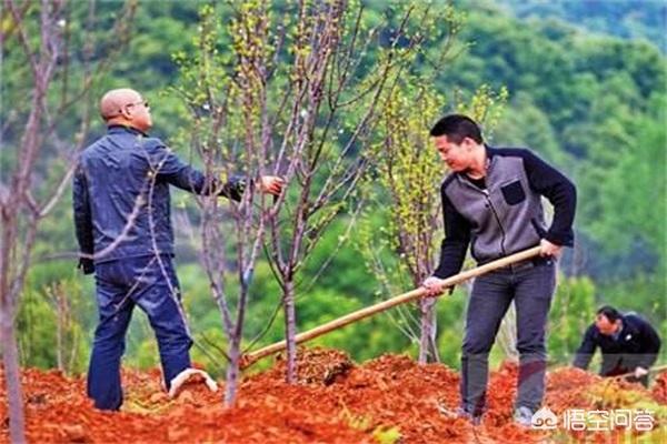 云南娃娃鱼种苗:在湖南、广西、贵州、四川、云南地区，目前种植什么果树好？