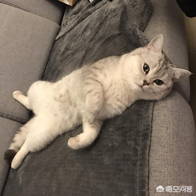 恋爱猫猫:把宠物阉割的人是真正爱宠物吗？