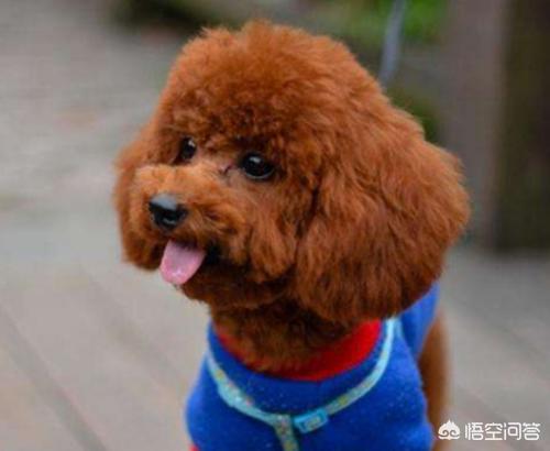 小泰迪不喜欢喝水:孩子不喜欢喝白开水，有什么好办法？