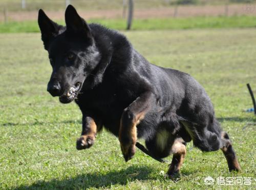 比利时黑色牧羊犬寿命多长:公的纯黑色的的德国牧羊犬有多大？如何饲养？