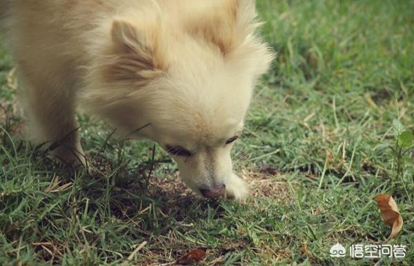 中型德国狐狸犬:寿命比较长的狗狗有哪些？