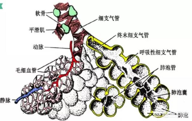 我们的呼吸系统由鼻腔,口,咽喉,气管,各级支气管,肺脏组成痰是气管,支