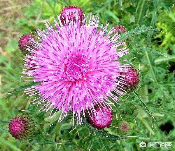 头条问答 - 大蓟与漏芦的区别有哪些?(1个回答)