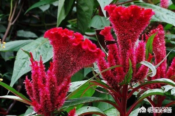 大色猫:盆栽鸡冠花花大色艳，为什么很少有人栽种？