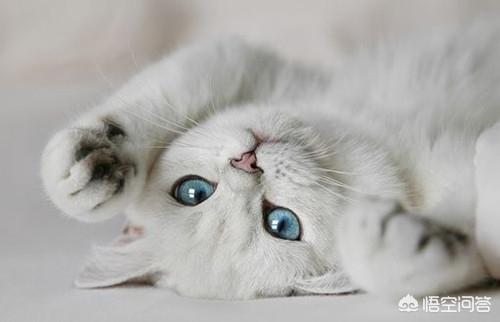猫眼睛中间绿的周围黄的:为什么猫和狗能长成一个蓝眼睛一个绿眼睛？