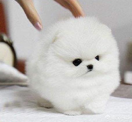 博美犬吃什么钙片好:给博美吃蛋黄补充钙吗，博美喂蛋黄是补钙吗？