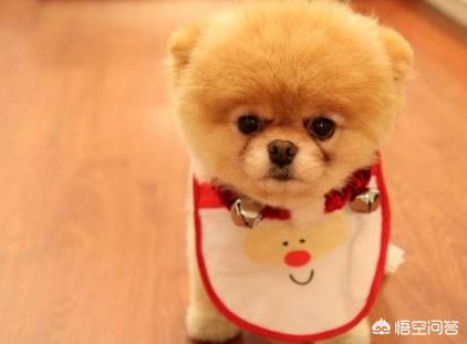 博美犬吃什么钙片好:给博美吃蛋黄补充钙吗，博美喂蛋黄是补钙吗？