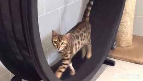猫咪血尿可自己好么:简州猫尿血精神不好，怎么解决？