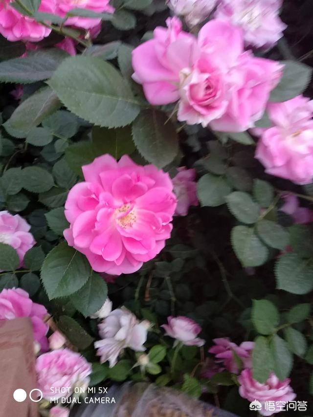母狗般的教师和妈妈:老婆和妈没办法相处，应该怎么办？