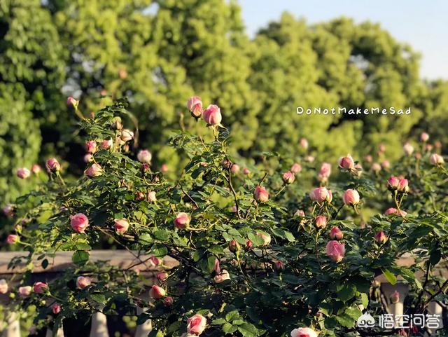 月季花的栽培与管理:藤月小苗栽种，管理方法很重要，怎样浇水管理？