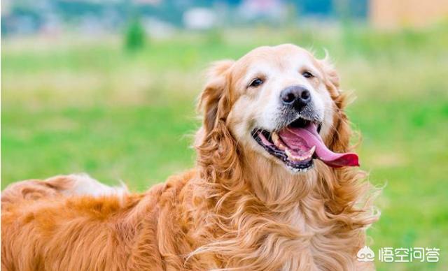 拉布拉多犬和金毛哪个贵啊:如何区分拉布拉多和金毛？ 拉布拉多犬和金毛哪个温顺