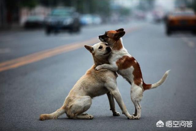 改变世界的犬类国语:改变世界的犬类影视 国外的狗和国内的狗会有交流障碍吗？