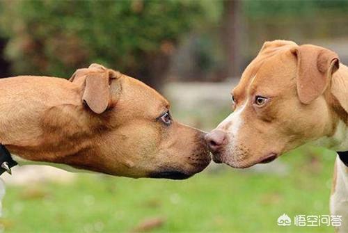 皮特犬怎么训练:比特犬几个月能训练咬口？