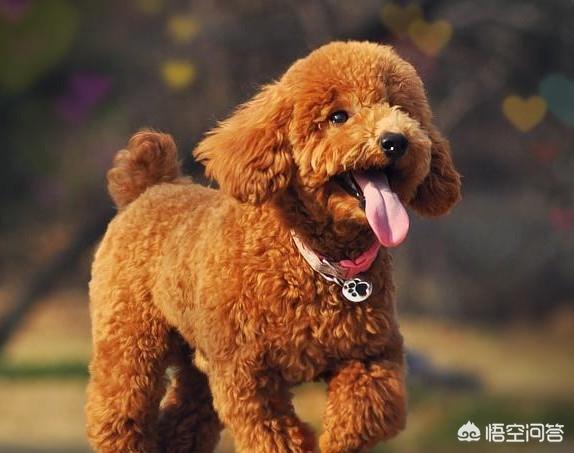 有杀泰迪吧吗:经常打骂泰迪犬会有什么后果？ 打了泰迪后记仇吗